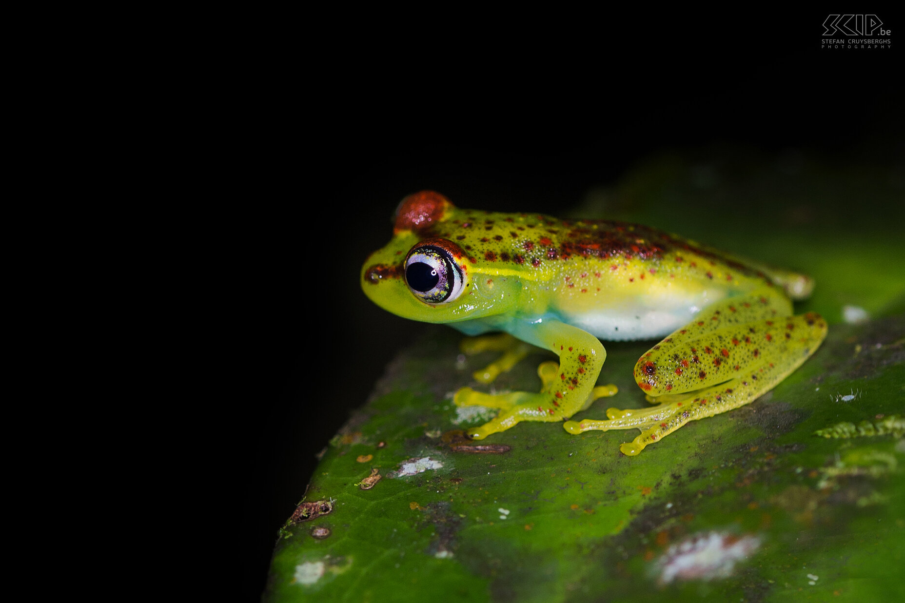 Andasibe - Boophis rappiodes kikker We begonnen onze reis met een aantal nachtwandelingen in de privé reservaten aan de rand van het Andasibe-Mantadia nationaal park in het oosten van Madagaskar. De Boophis rappiodes/Central bright-eyed frog is een kleine endemische kikker (2-3cm) die leeft in het regenwoud op een hoogte van 300m tot 900m. Stefan Cruysberghs